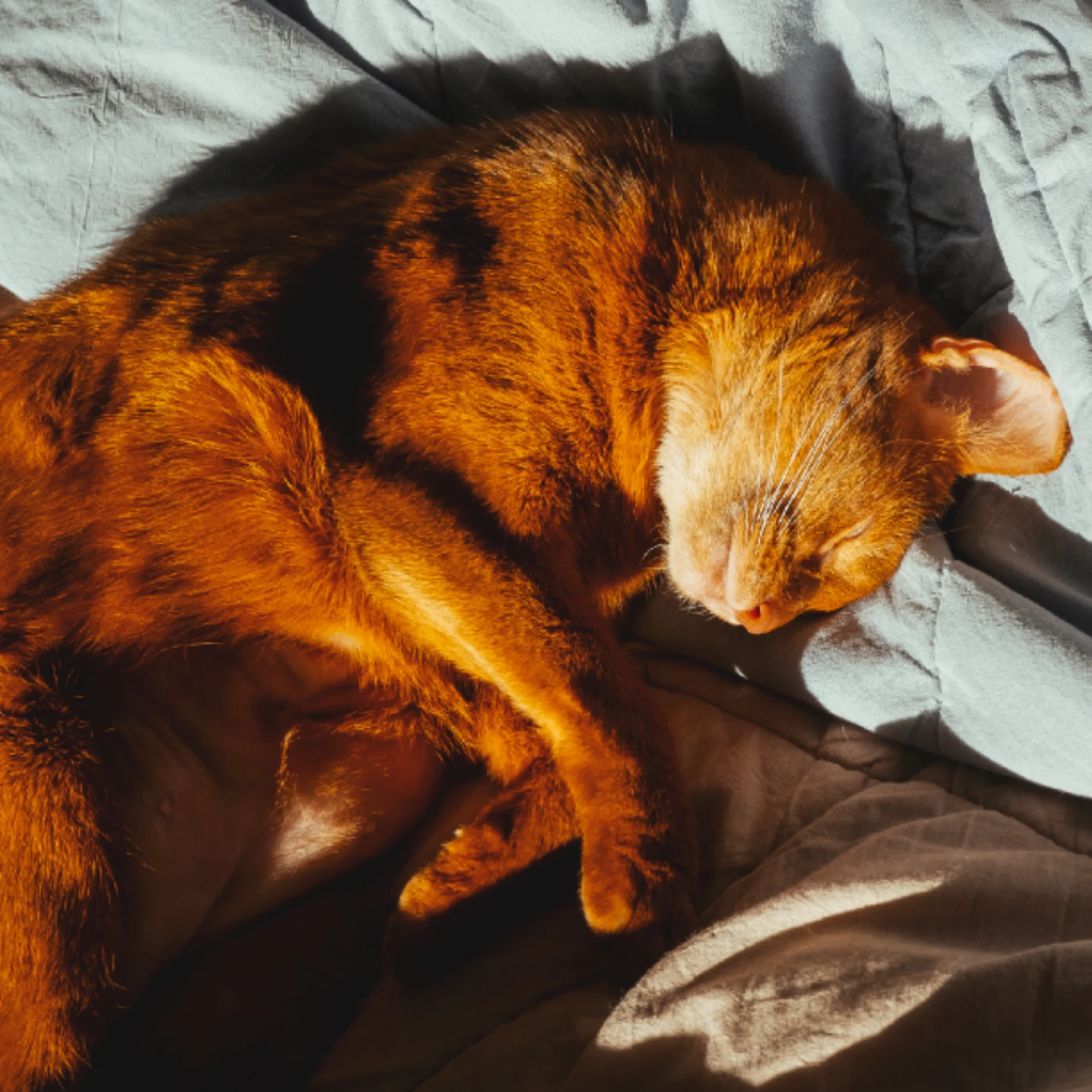 Orange cat sleeping peacefully on rumpled bedding in warm, directional sunlight.