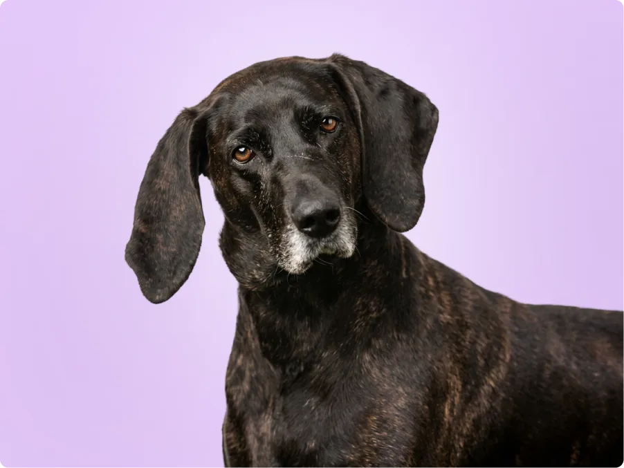 Plott Hound