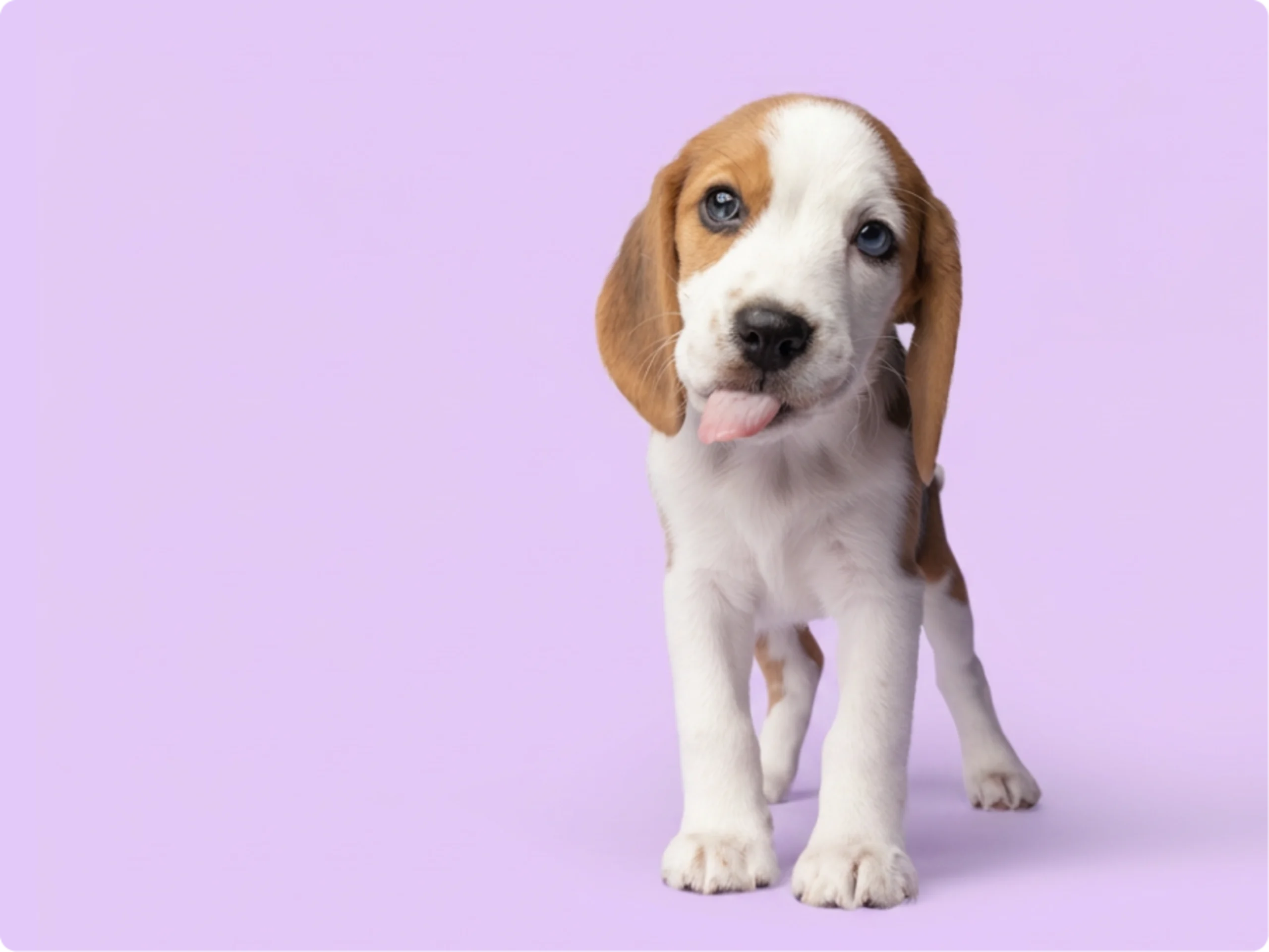 Beagle