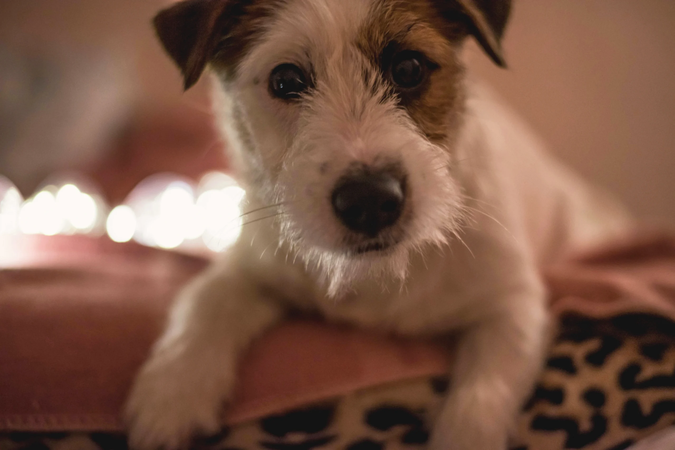 White and brown Jack Russell terrier lies on a leopard print blanket, gazing at the camera