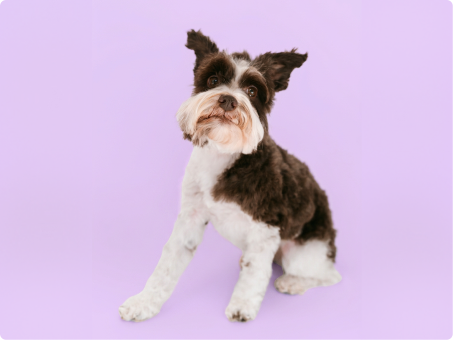 Mini Schnauzer