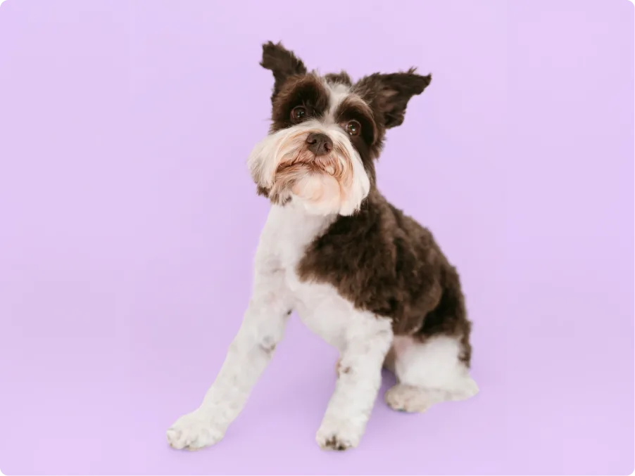 Mini Schnauzer