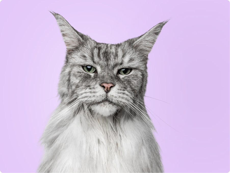 Maine Coon