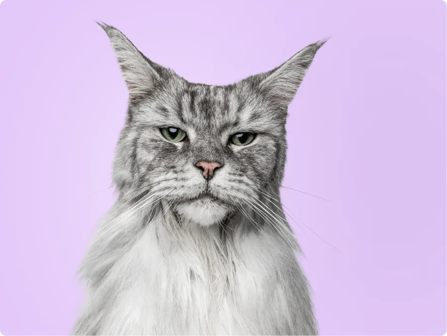 Maine Coon
