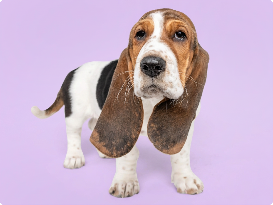 Basset Hound