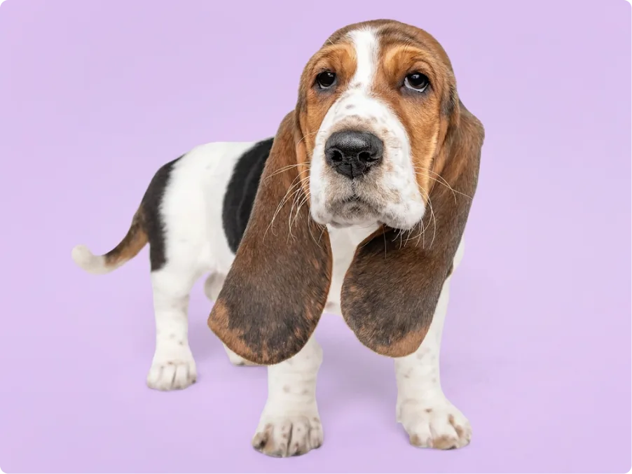 Basset Hound