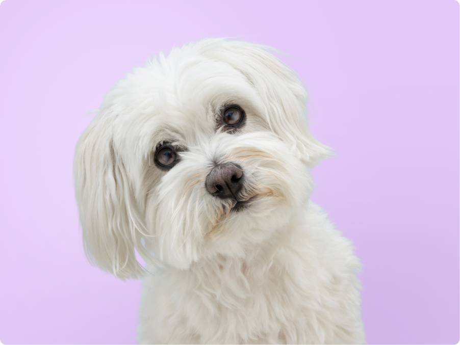 Maltese