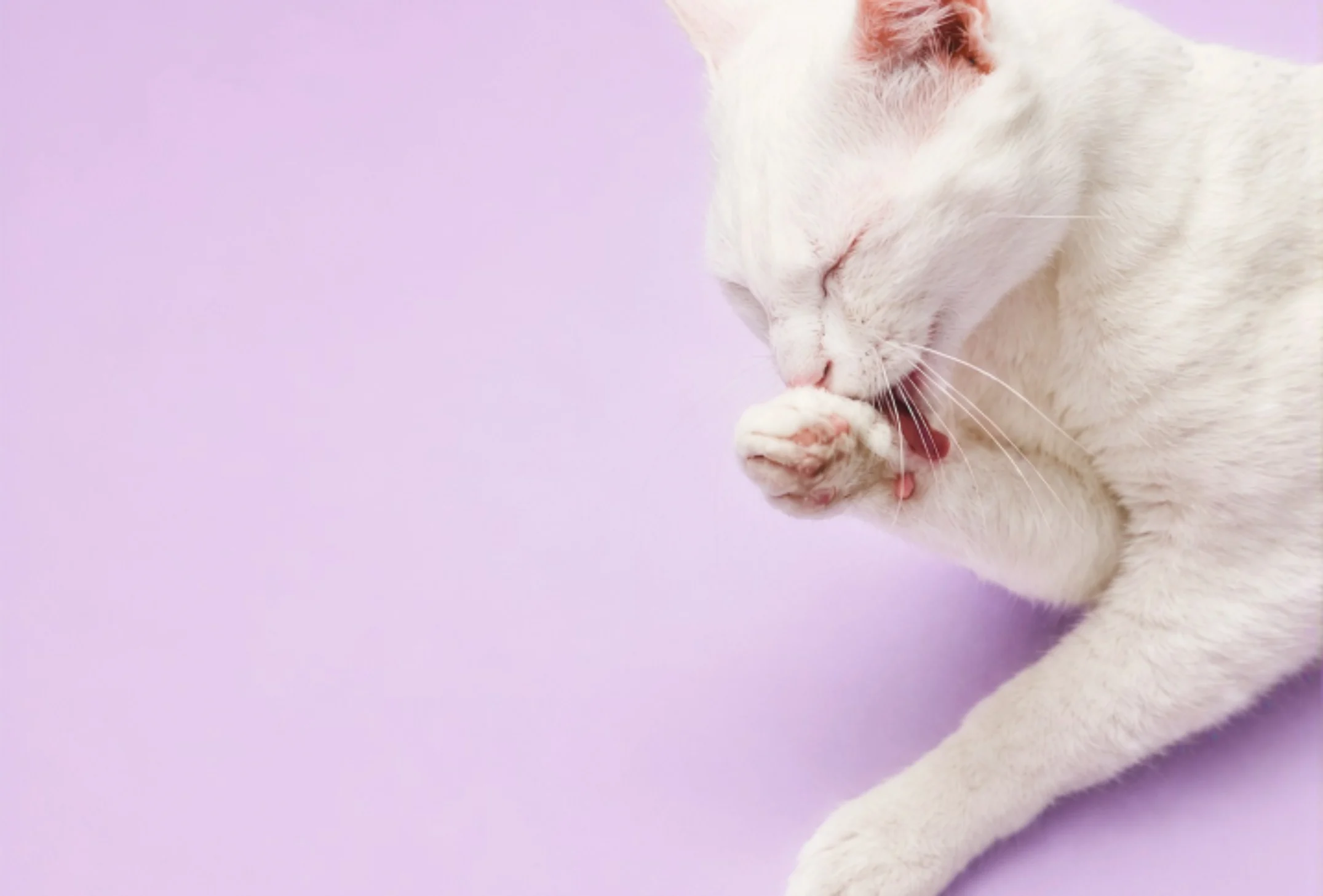 White cat with eyes closed licking its pink paw against a soft lavender background.