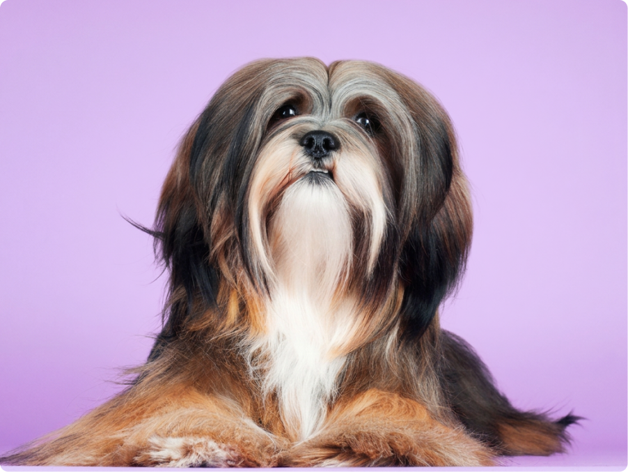 Lhasa Apsos