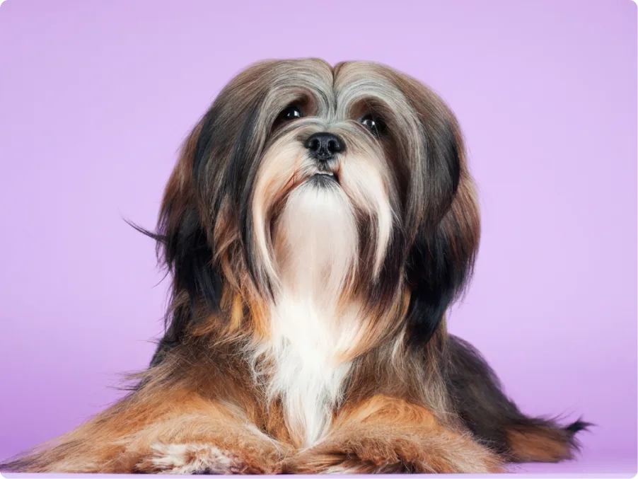 Lhasa Apsos