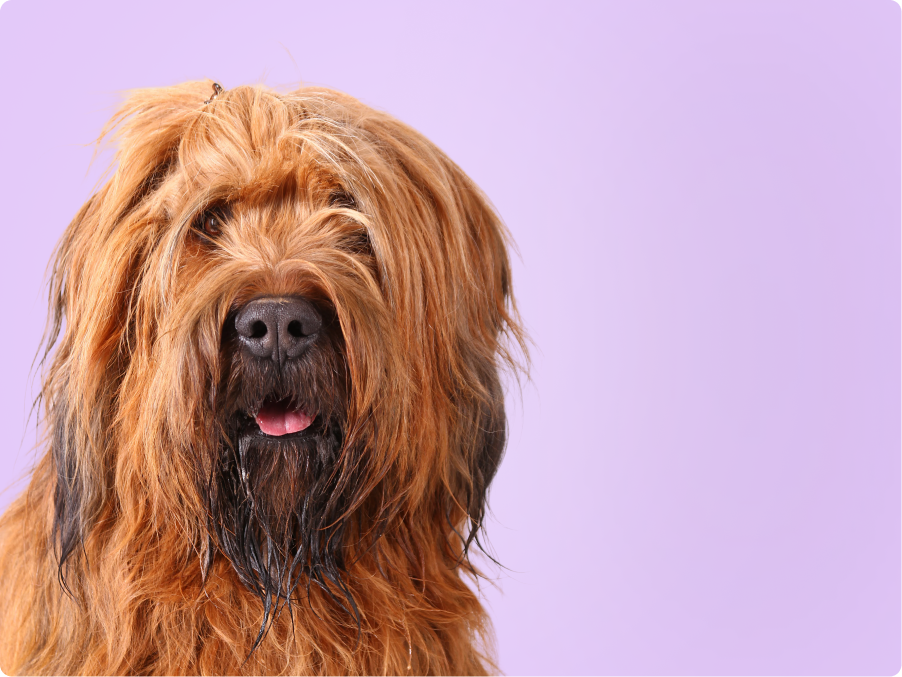 Briard