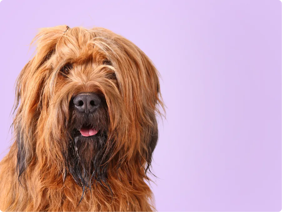 Briard