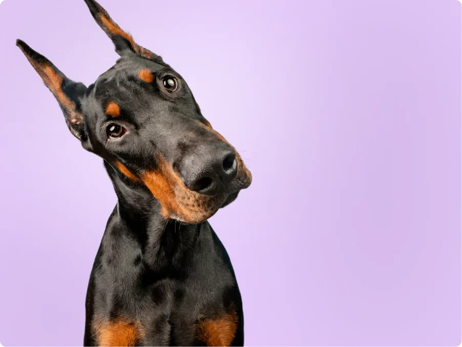 Doberman Pinscher