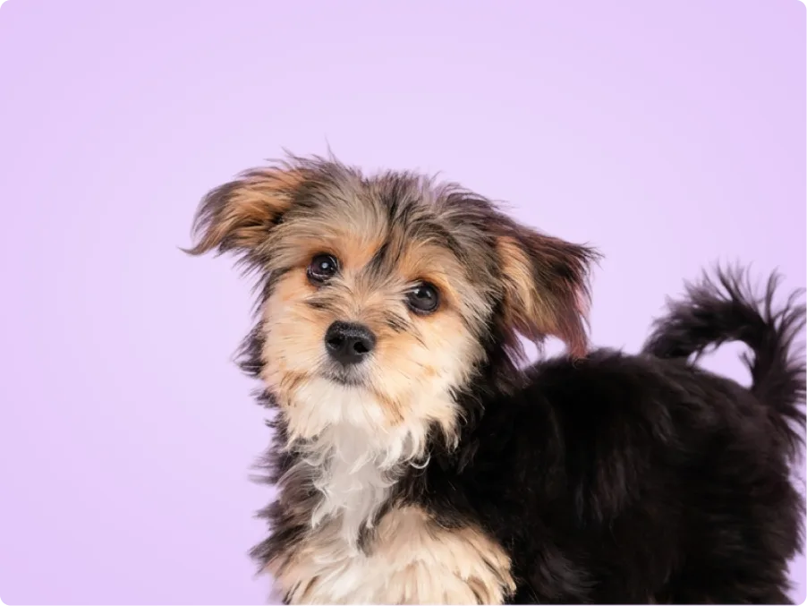 Morkie