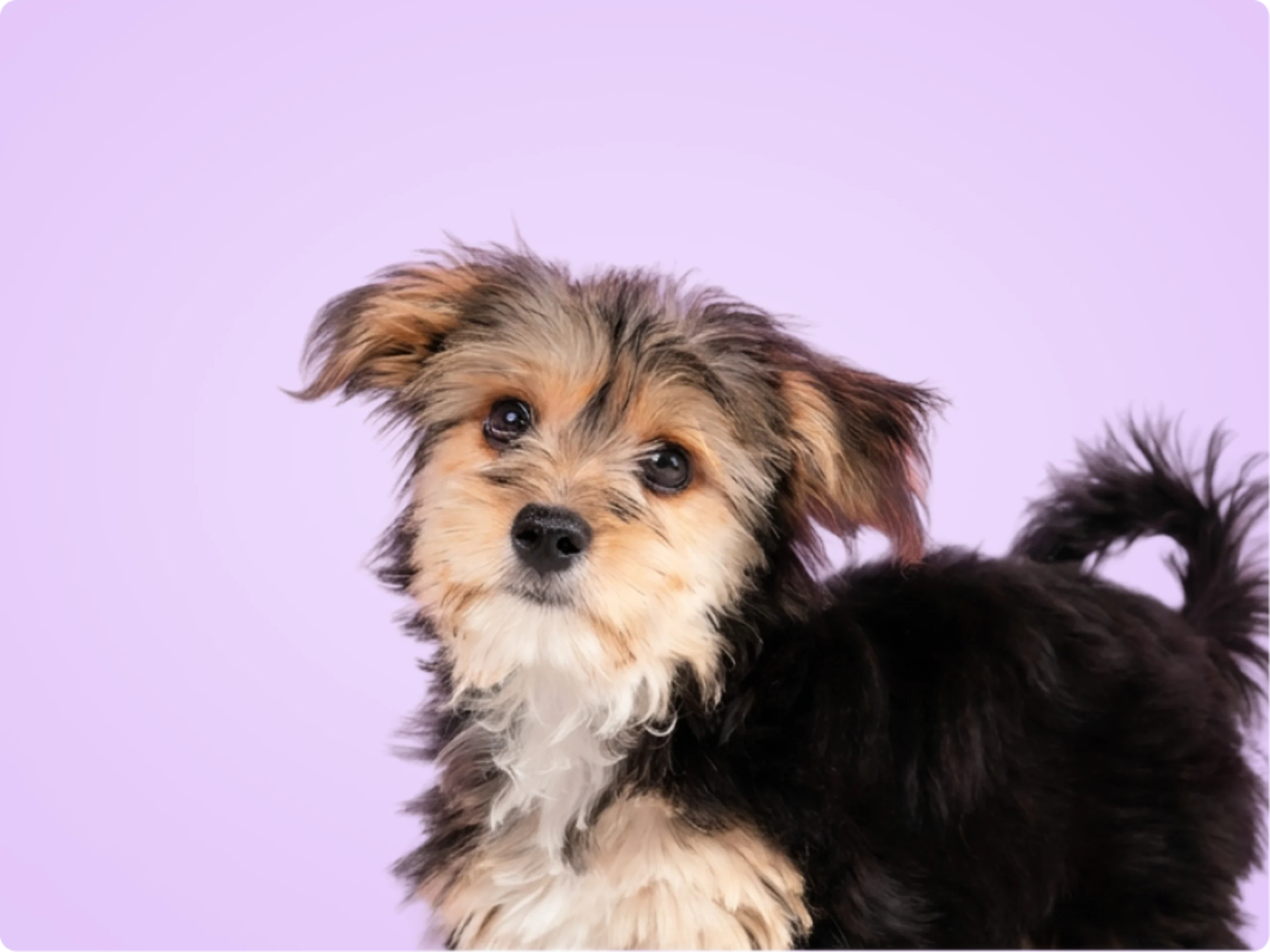 Morkie