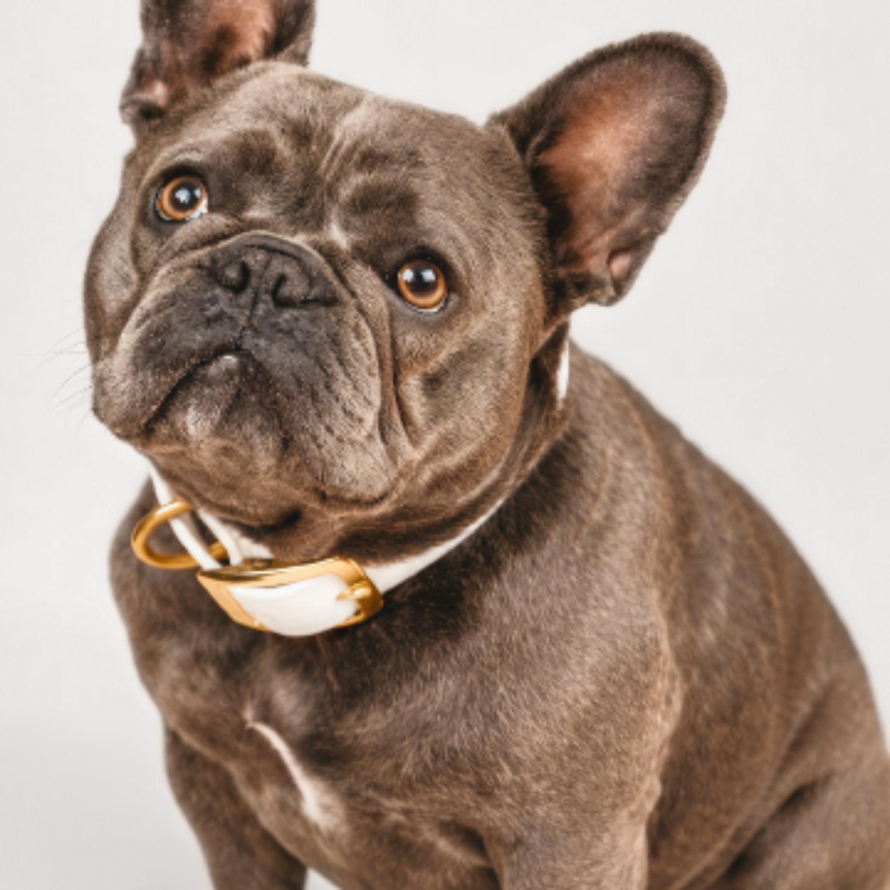 Grey French Bulldog wearing a white leather collar with a gold buckle against a light gray background.