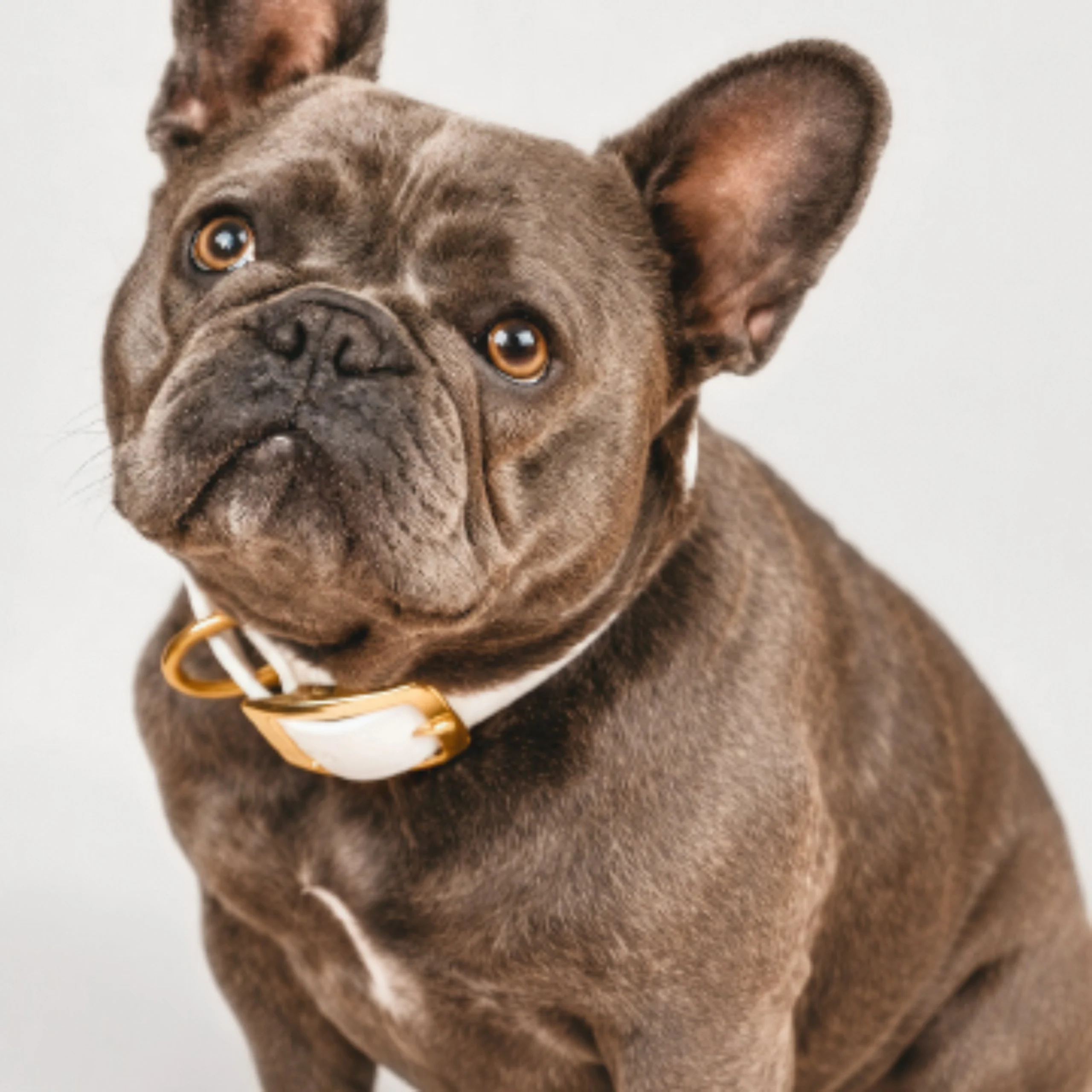 Grey French Bulldog wearing a white leather collar with a gold buckle against a light gray background.