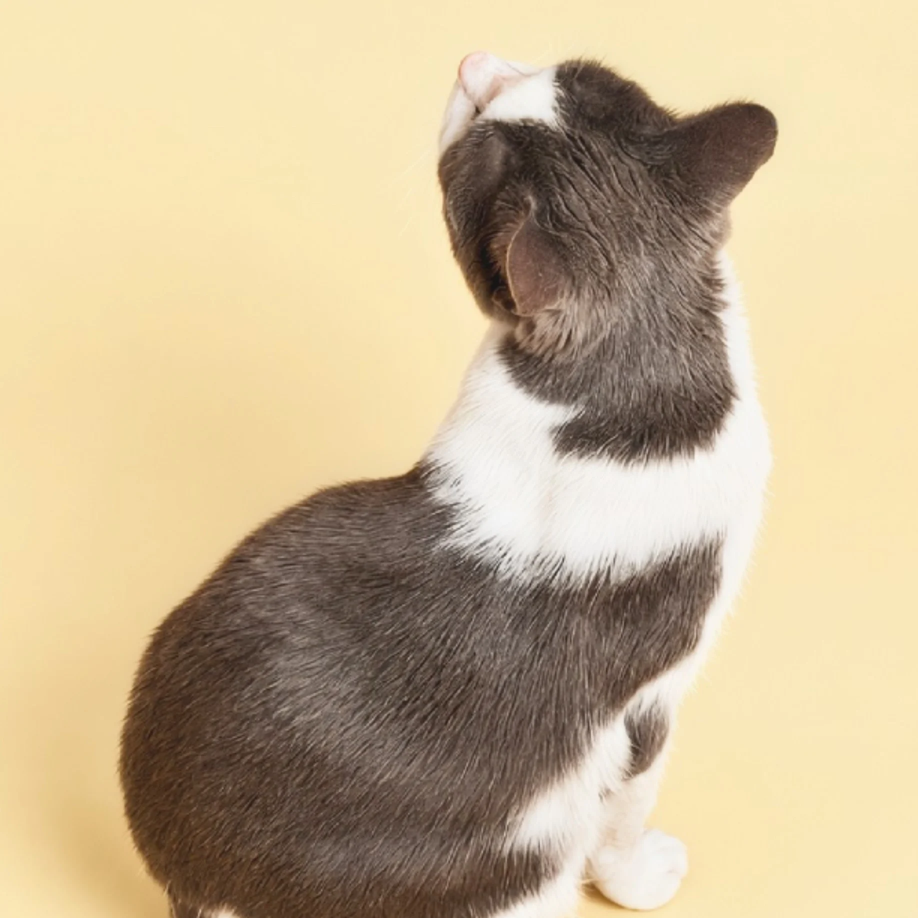 Gray and white cat sitting and looking up, viewed from behind against a pale yellow background.