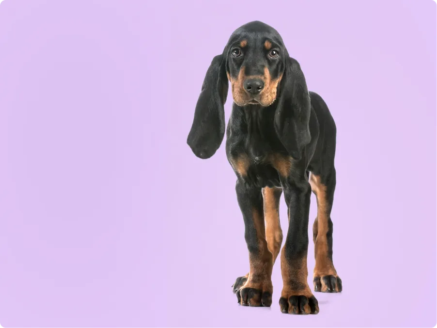Black and tan coonhound