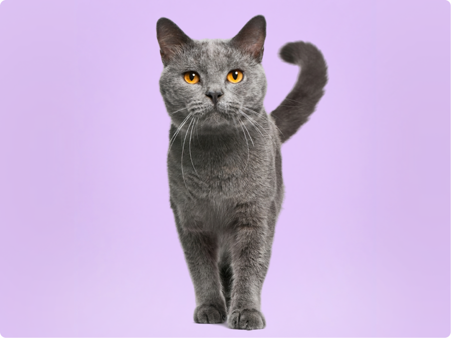 Chartreux