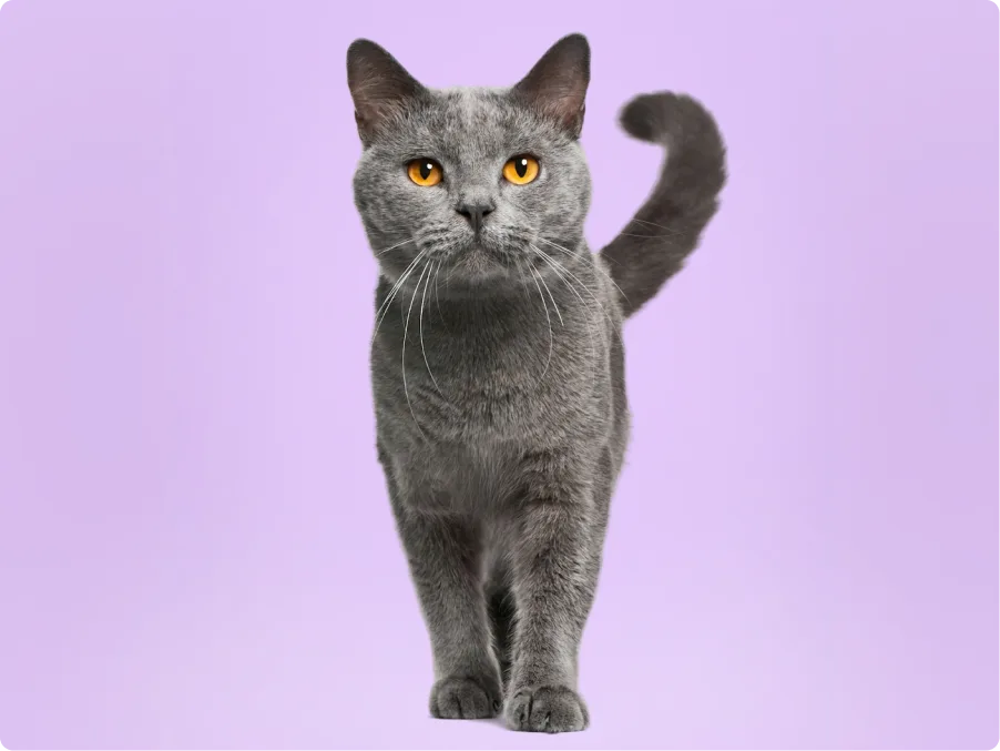 Chartreux