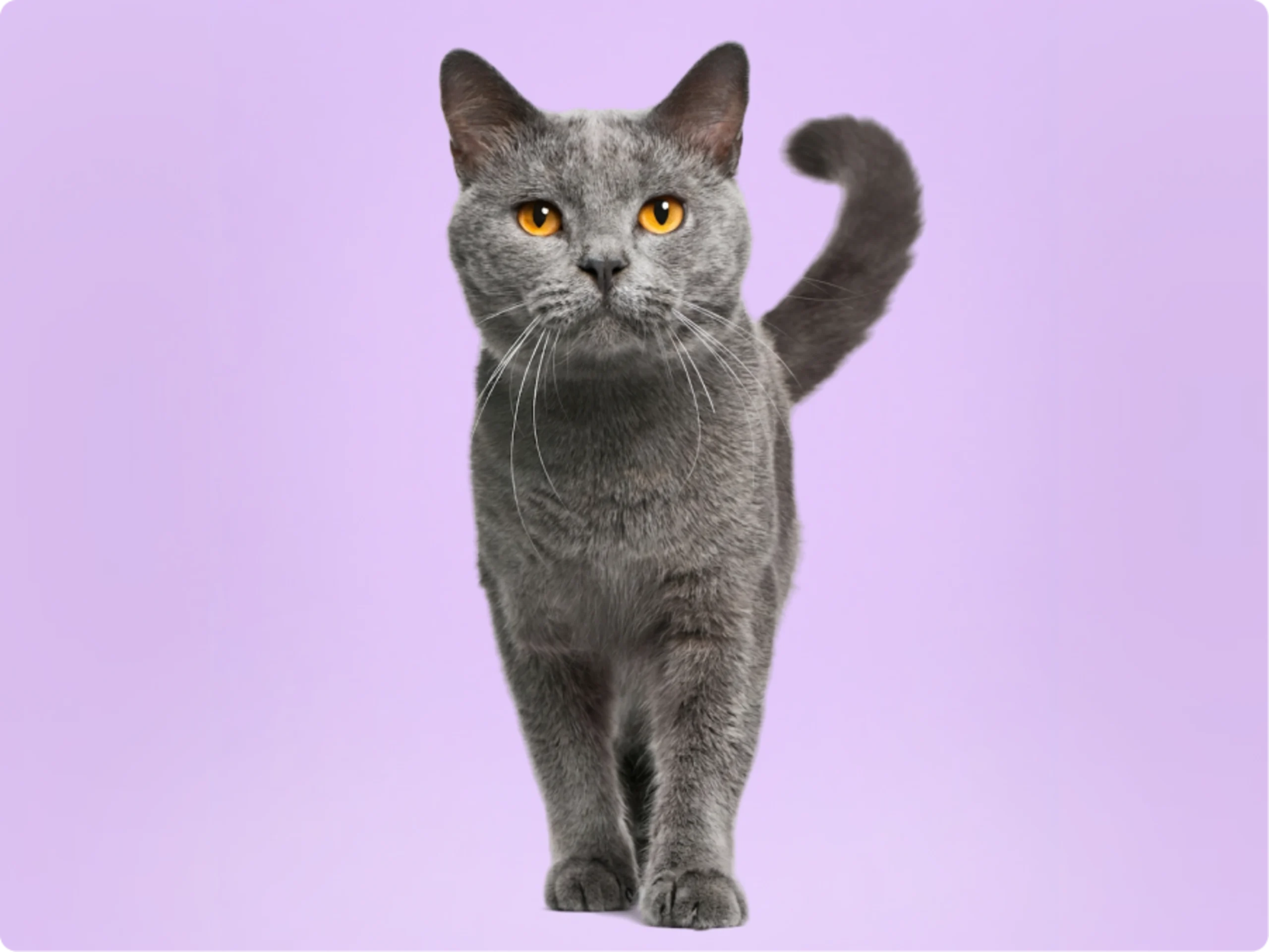 Chartreux