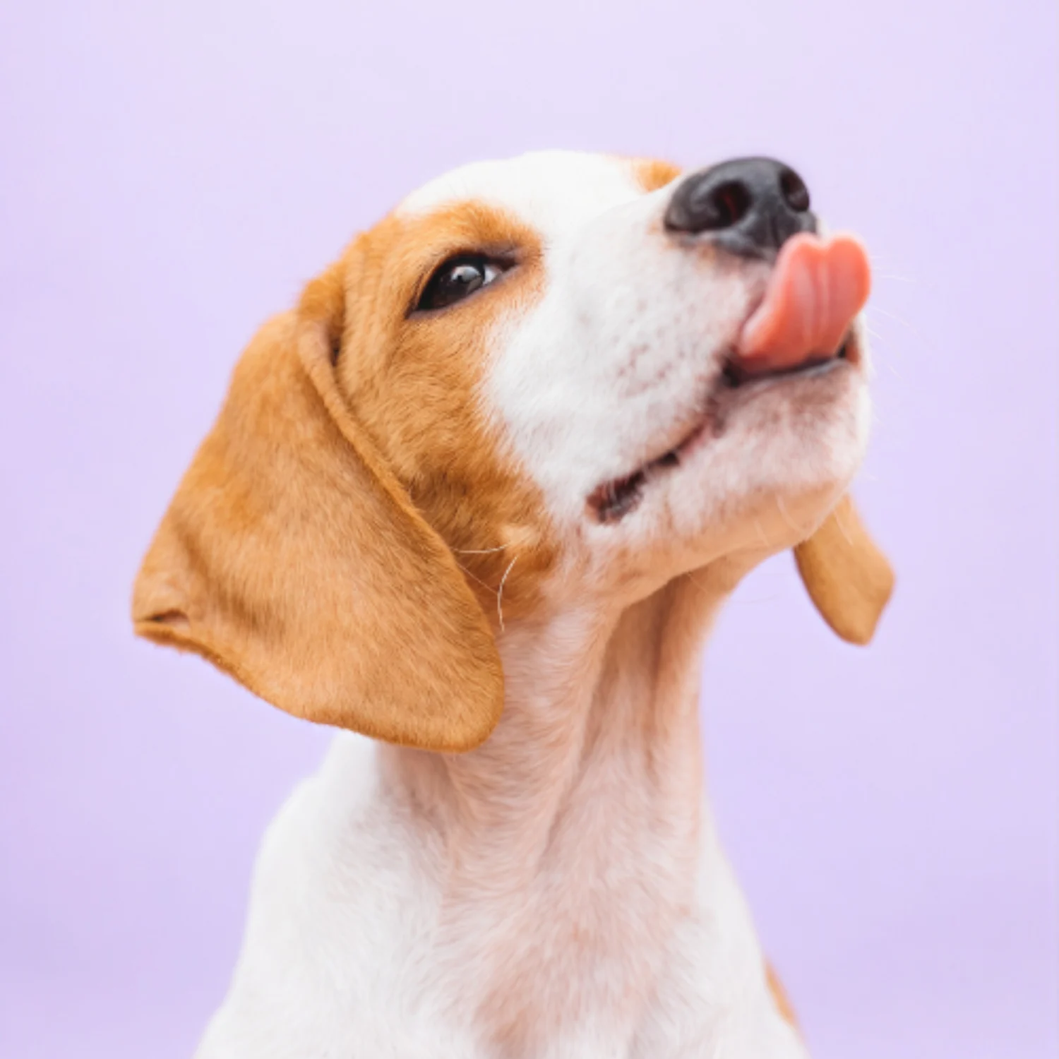 Beagle puppy licking its nose with a pink tongue against a light purple background.