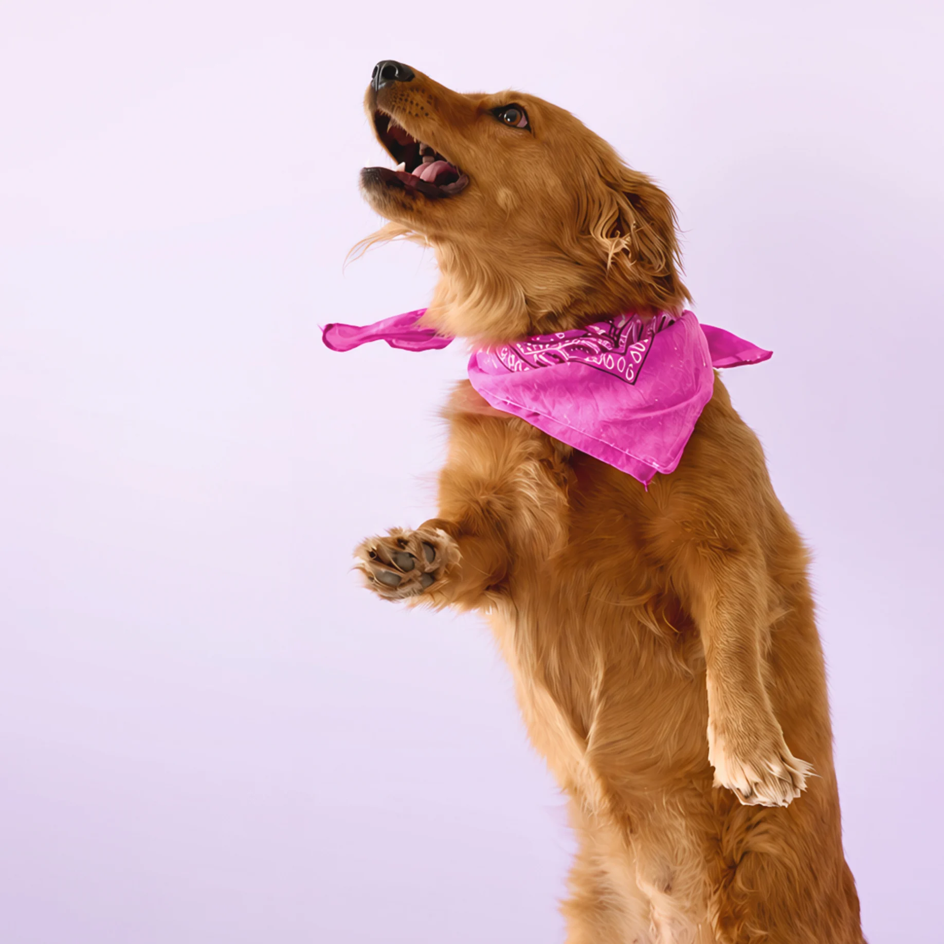 Golden-brown dog standing on hind legs in a pink paisley bandana against a lavender background.