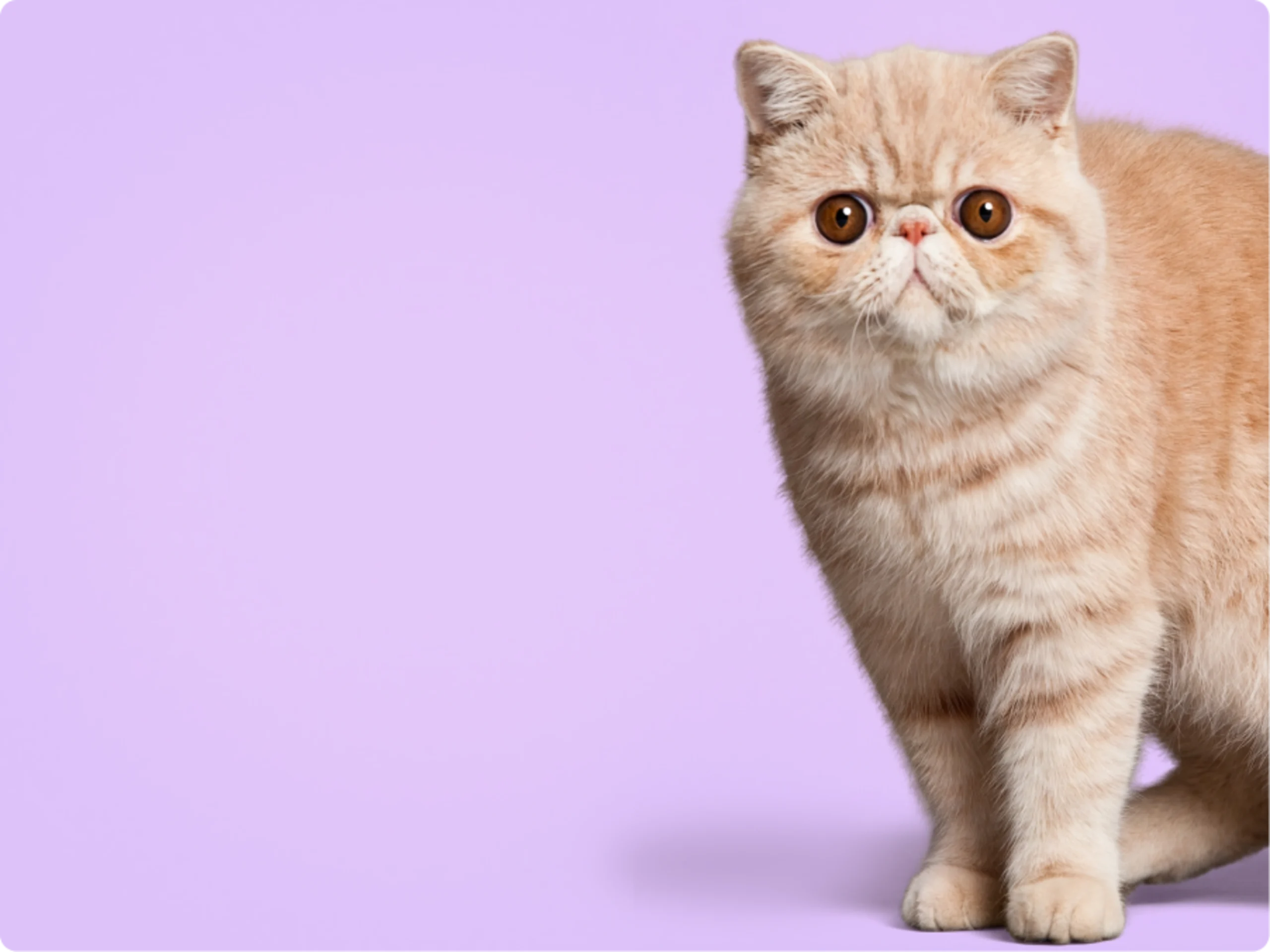 Exotic Shorthair