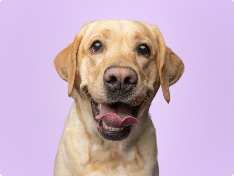 Labrador