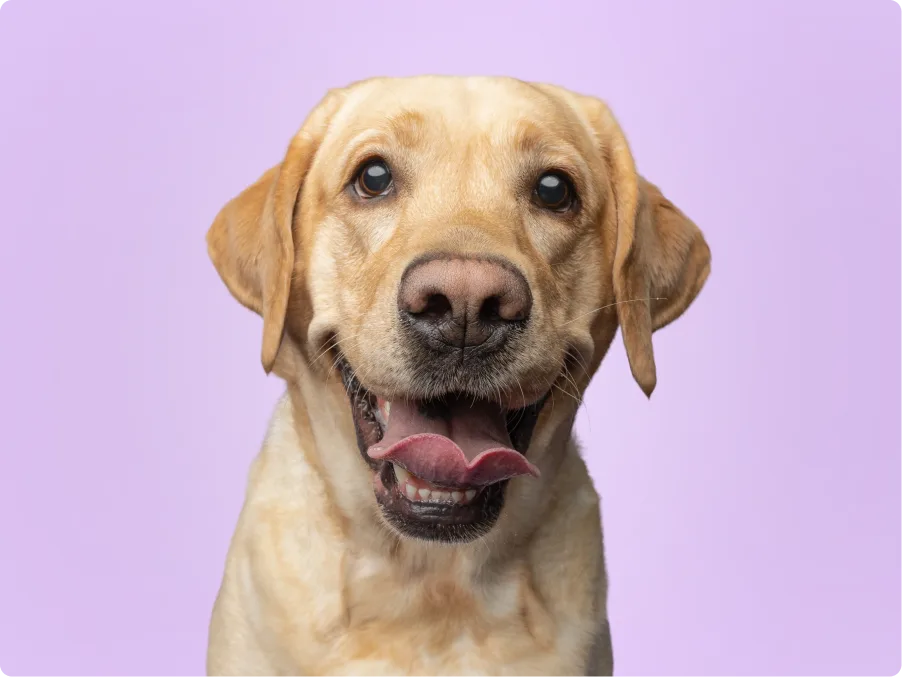 Labrador
