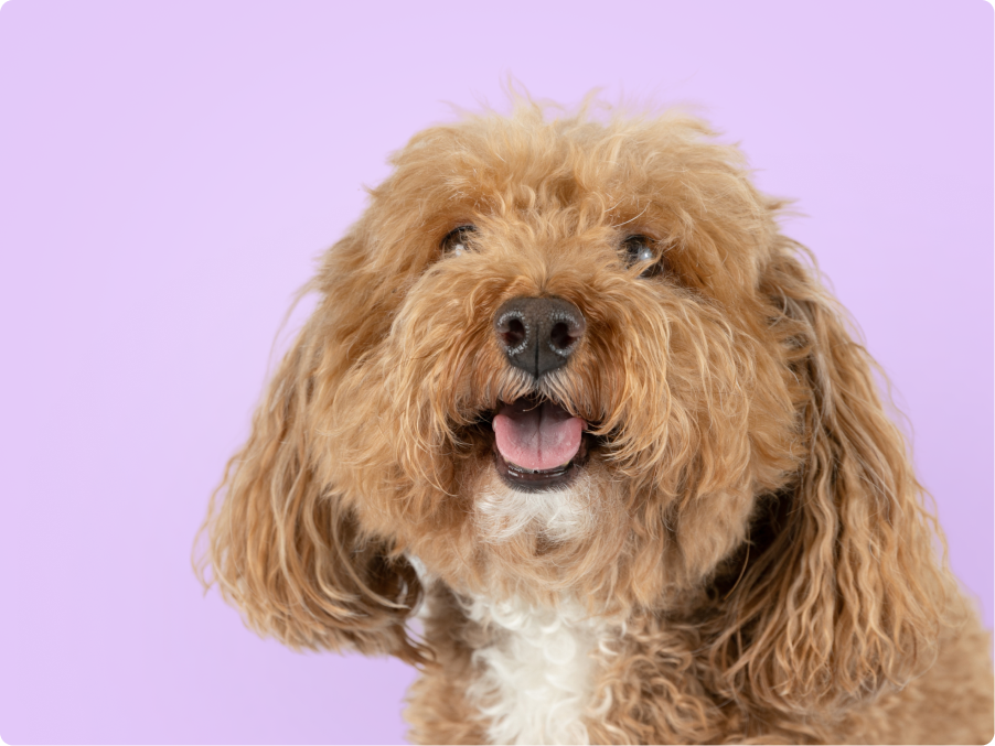 Bichpoo