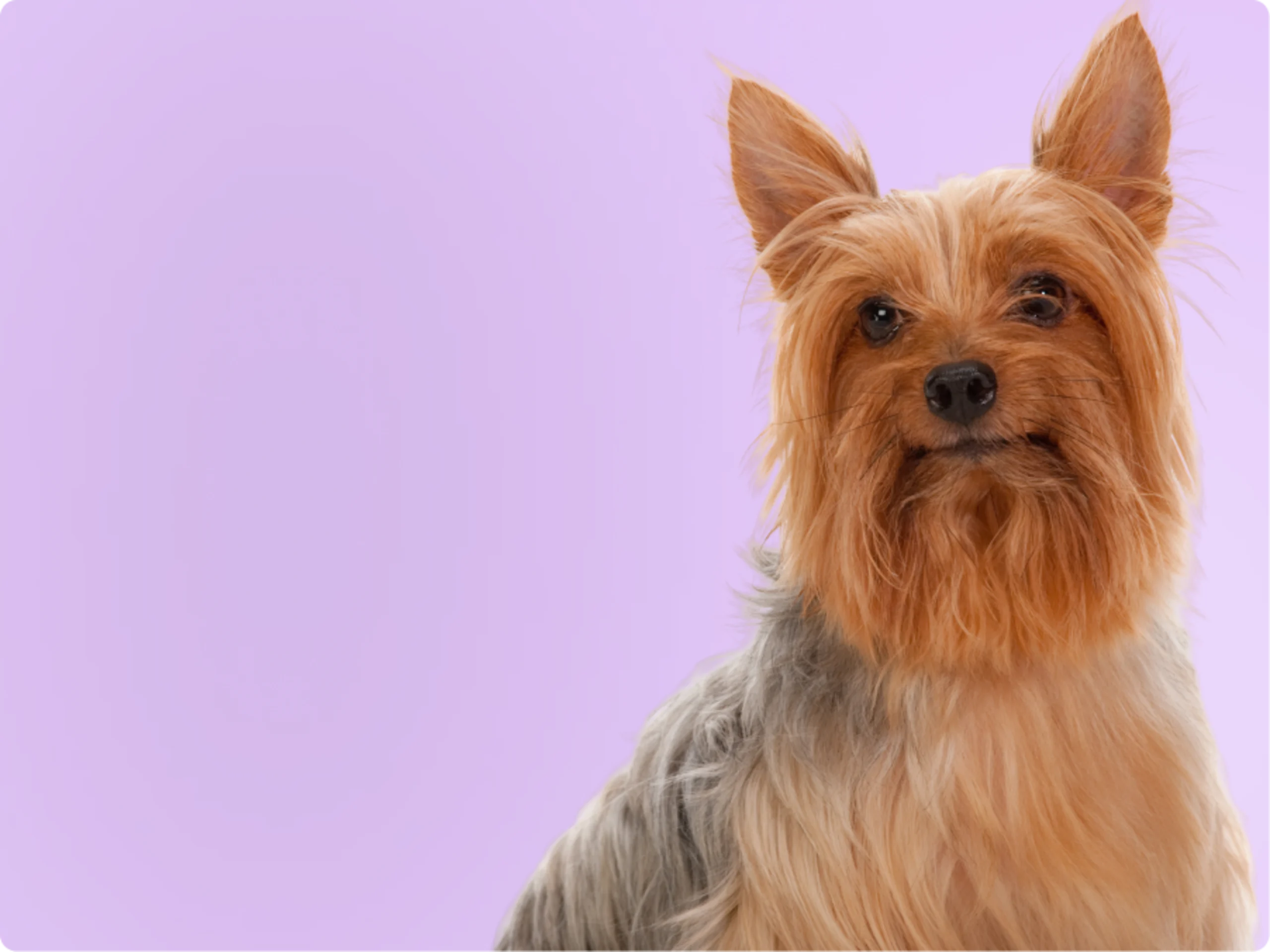 Silky Terrier