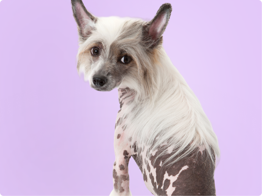 Chinese Crested