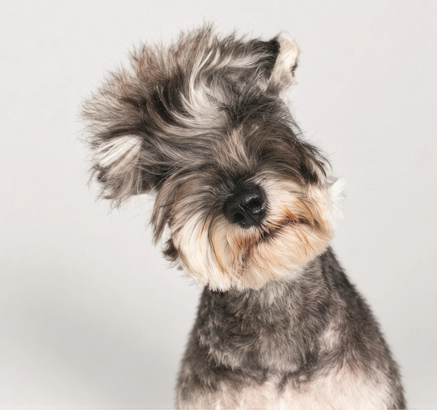 Salt-and-pepper schnauzer with messy fur covering its eyes, head tilted against a light gray background.