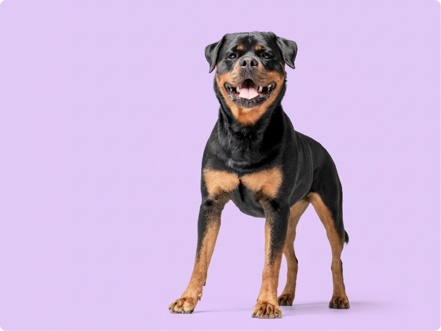 Rottweiler