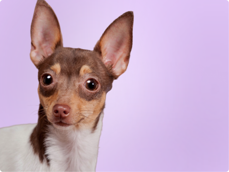Toy Fox Terrier