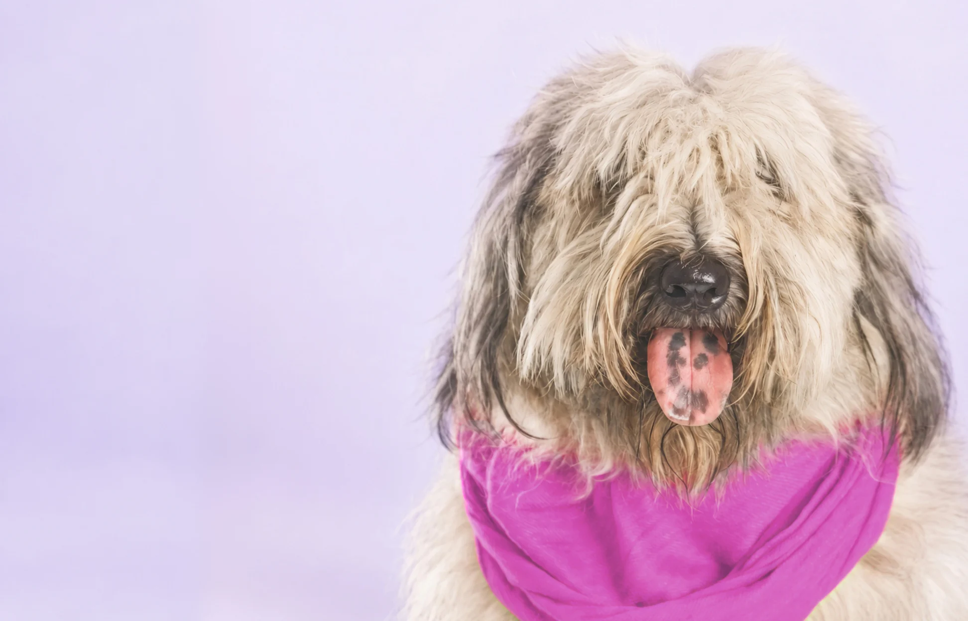 Shaggy tan dog with fur covering its eyes, wearing a bright pink scarf against a lavender background.