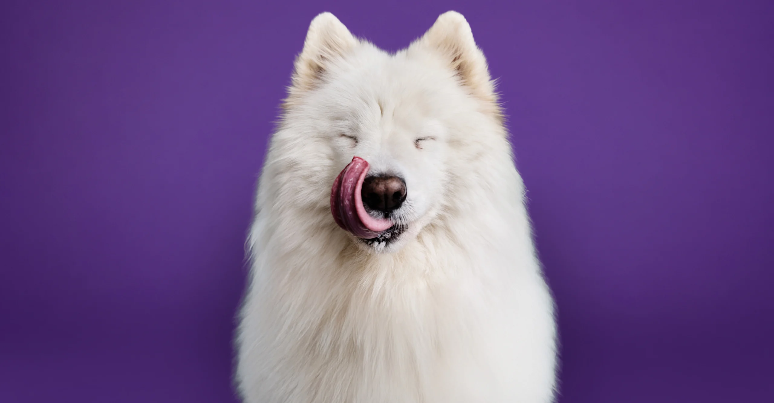 Fluffy white dog with eyes closed, licking its nose with a pink tongue against a purple background.