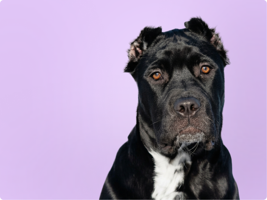 A black American Bandogge with amber eyes and a white chest patch gazes at the camera against a soft lavender backdrop.
