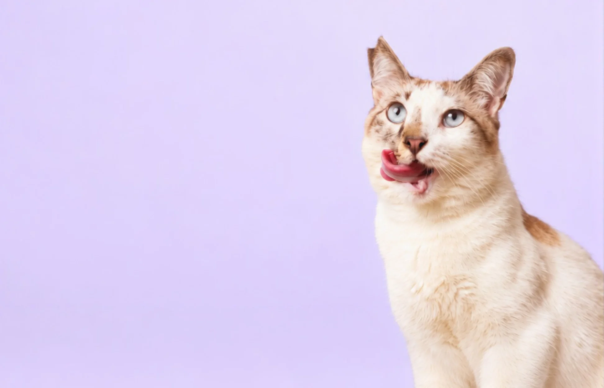 White and ginger cat with blue eyes licking its nose against a light purple background.