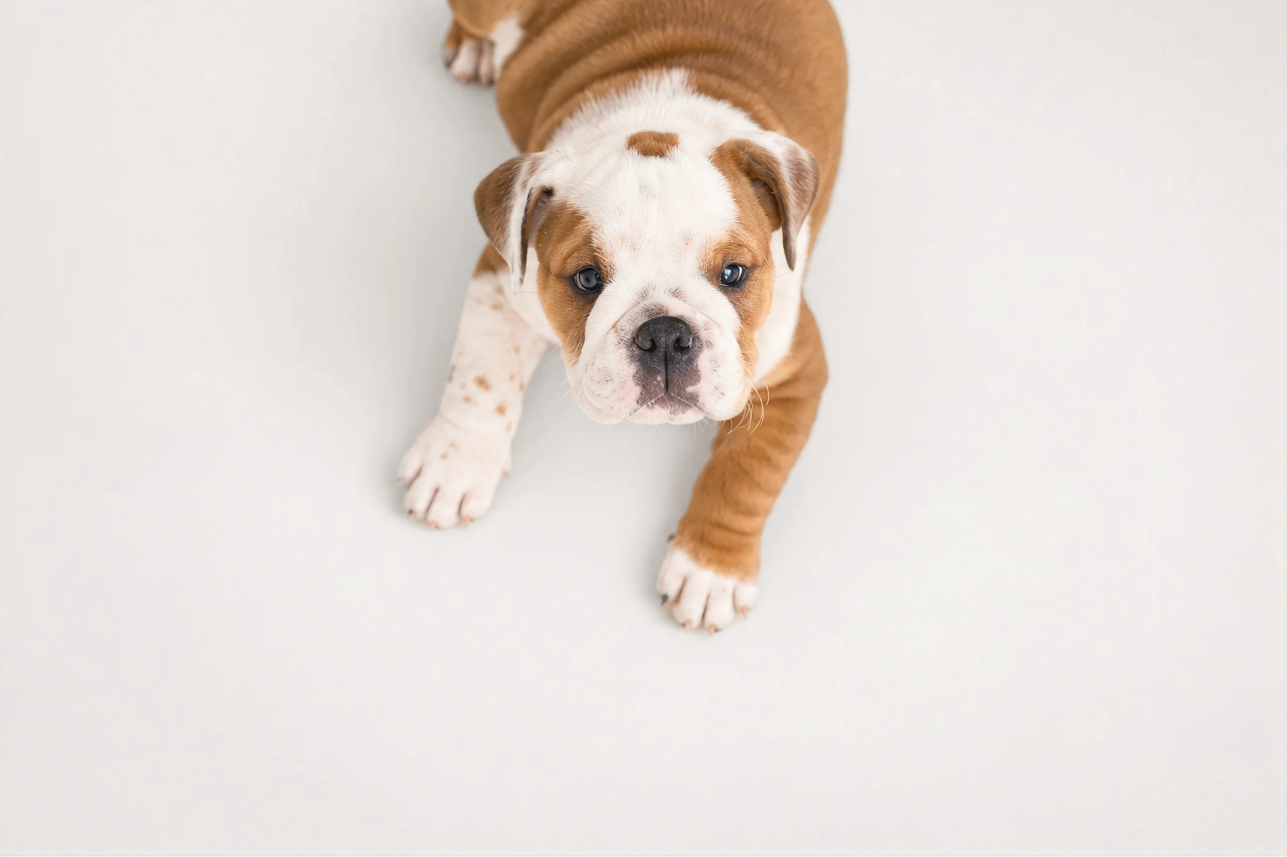 An overhead shot of a red and white English Bulldog puppy lying on a white floor, looking up with blue-gray eyes.