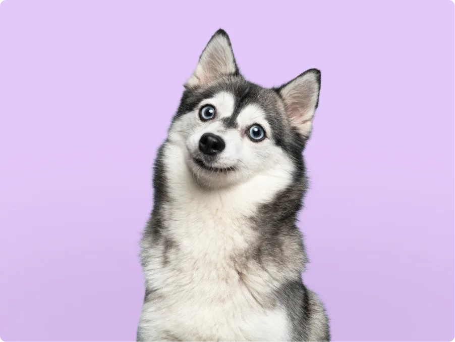 Pomsky