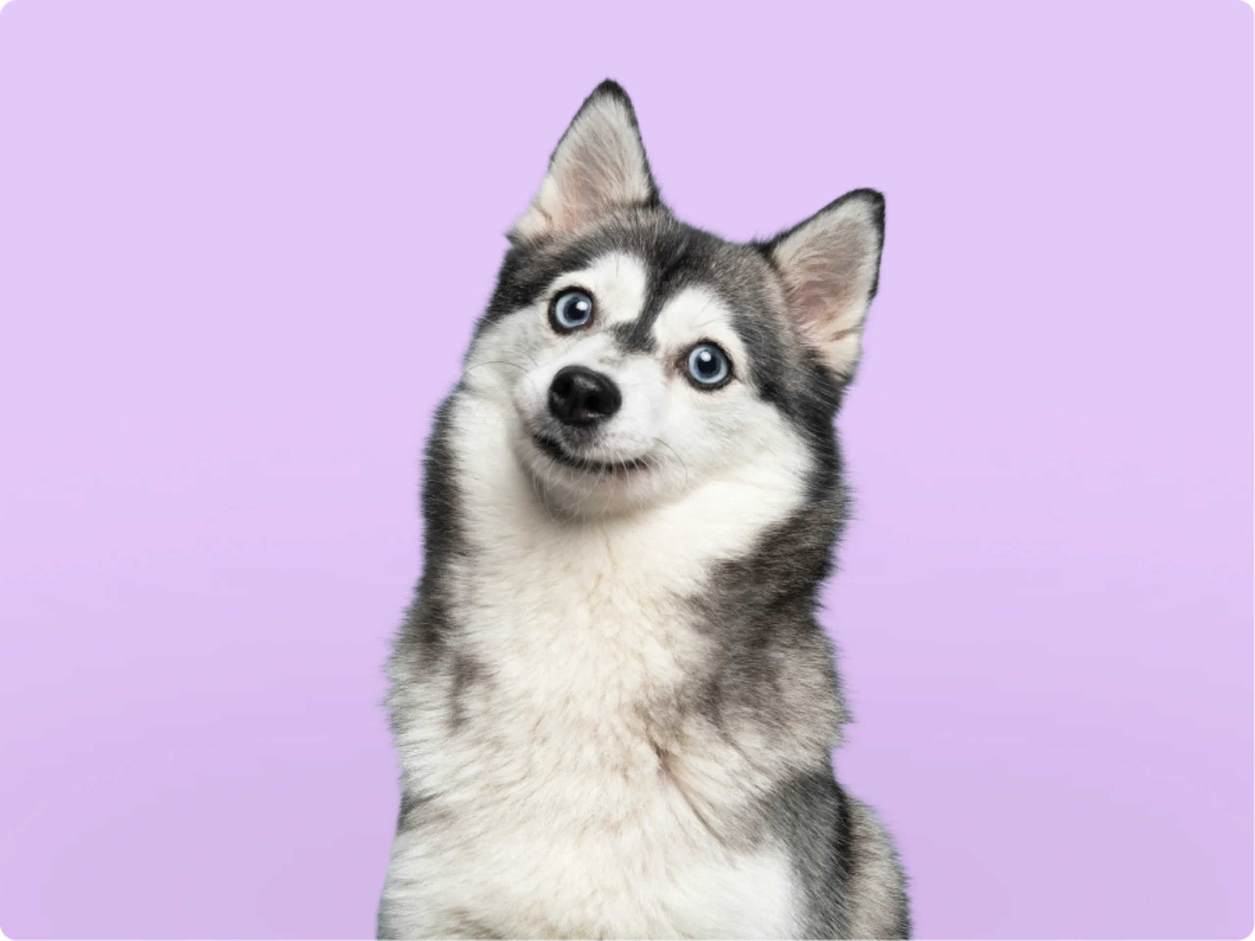 Pomsky