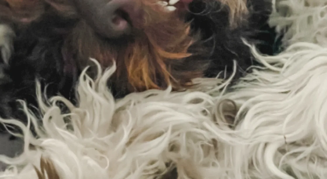 Extreme close-up of a shaggy dog’s black nose, teeth, and curly black, tan, and cream fur.