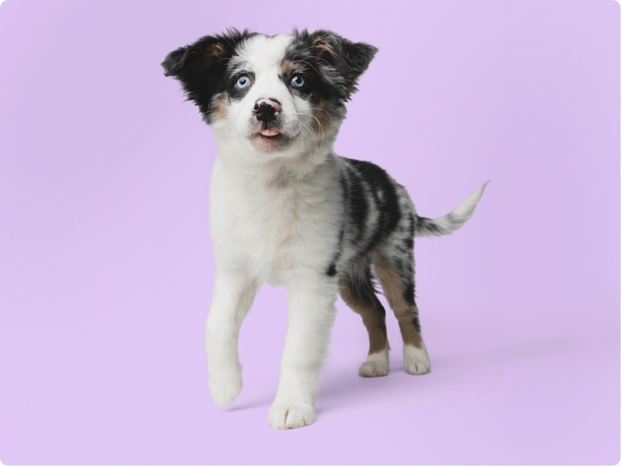 Australian Shepherd
