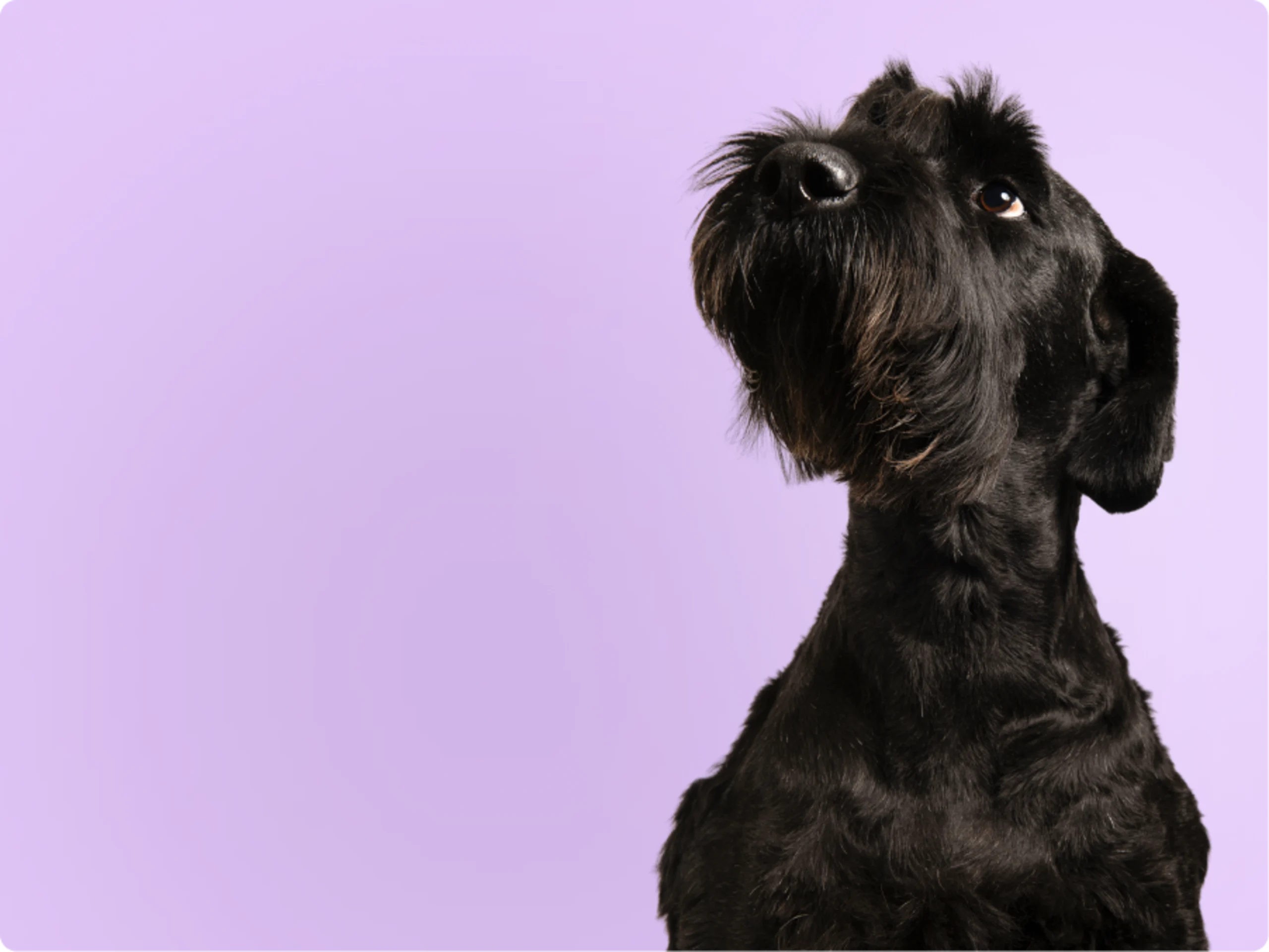 Giant Schnauzer