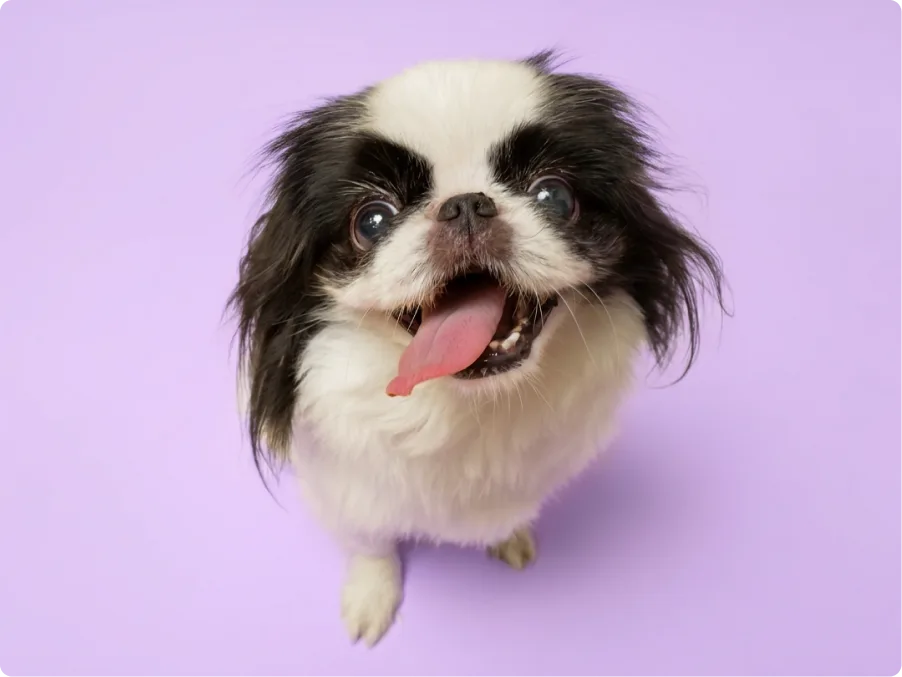 Japanese Chin
