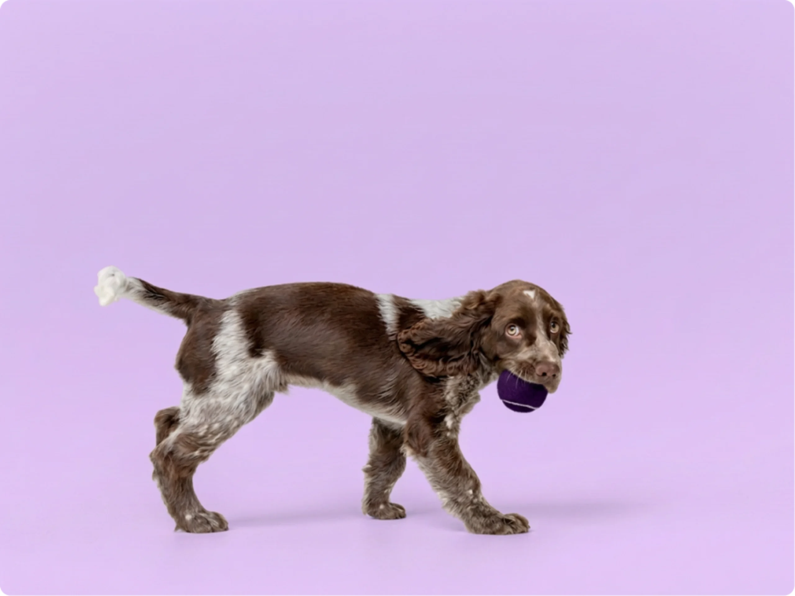 English Springer Spaniel