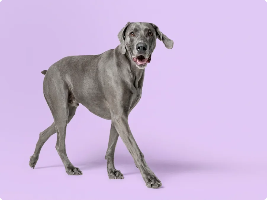 Weimaraners